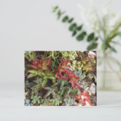 Succulents Postcard Briefkaart (Staand voorkant)