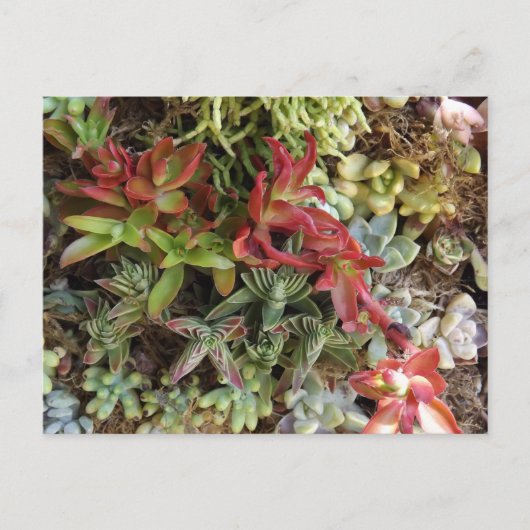 Succulents Postcard Briefkaart (Voorkant)