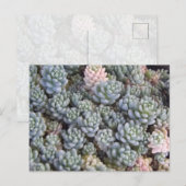 Succulents Postcard Briefkaart (Voorkant / Achterkant)