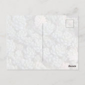 Succulents Postcard Briefkaart (Achterkant)