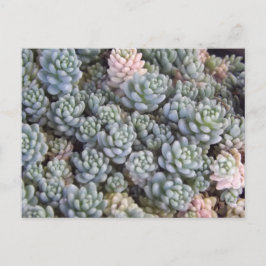Succulents Postcard Briefkaart