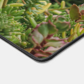 Succulents Sedum Avec Fleurs Blanches (Coin)