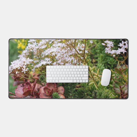 Succulents Sedum Avec Fleurs Blanches (Clavier et souris)