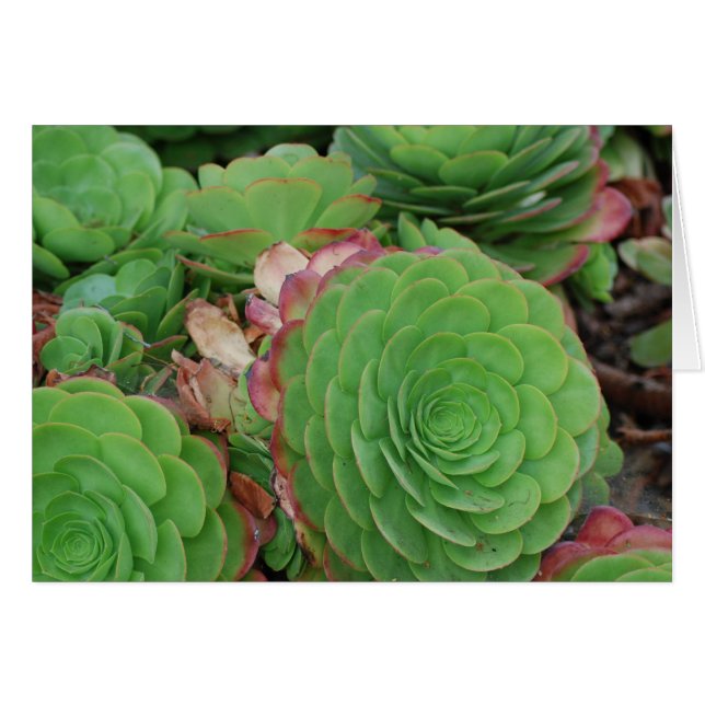 Succulents (vierge) (Devant Horizontal)
