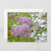 Succursale Lilac avec carte postale Bokeh (Devant / Derrière)