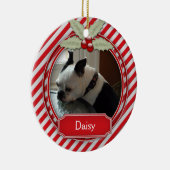 Sucre de canne Ornement Stripe Holly Pour Animaux (Droite)