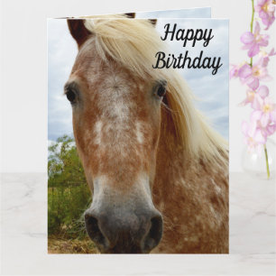 Sucre Le Cheval Appaloosa, Carte Anniversaire