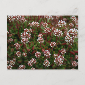 sucularis in spring Postcards Briefkaart