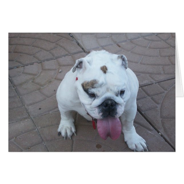 Sue Bear carte blanche (Devant horizontal)