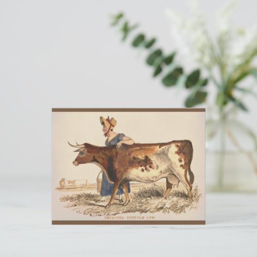 Suffolk Koe - Rustieke  boerderij Art Briefkaart (Staand voorkant)