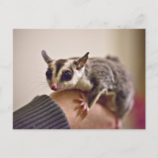 Sugar Glider briefkaarten (Voorkant)