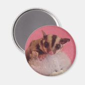 Sugar Glider Joey Magnet Magneet (Voorkant / Achterkant)