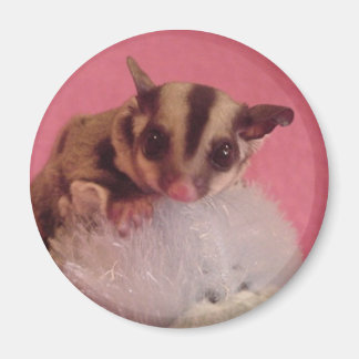 Sugar Glider Joey Magnet Magneet