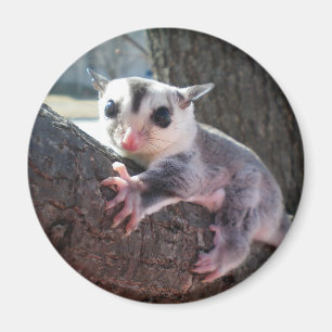 Sugar Glider Magneet