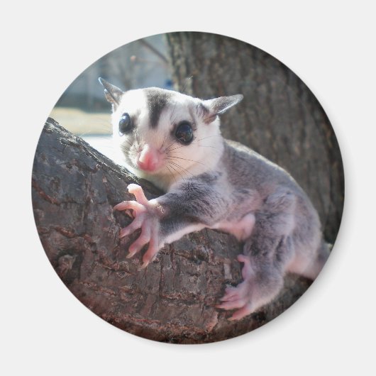 Sugar Glider Magneet (Voorkant)