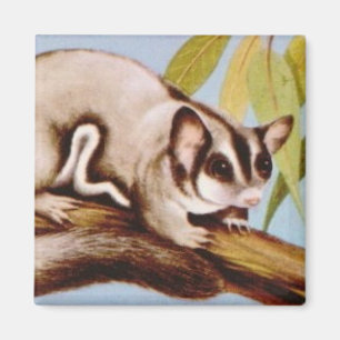 Sugar Glider Magnet Magneet
