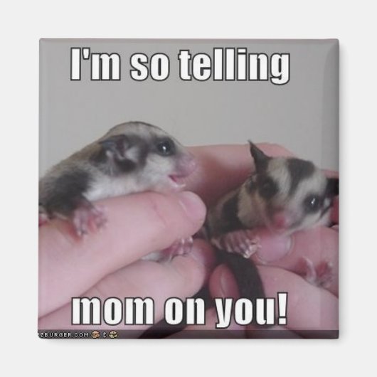 Sugar Glider Magnet Magneet (Voorkant)