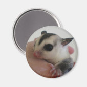 Sugar Glider Magnet Magneet (Voorkant / Achterkant)