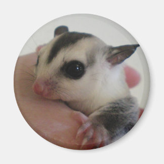 Sugar Glider Magnet Magneet