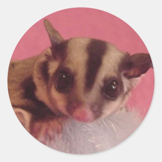 Sugar glider sticker (Voorkant)