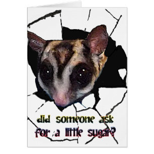 Sugar Glider vroeg iemand om een beetje suiker