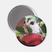 Sugar glider w / roos magneet (Voorkant / Achterkant)
