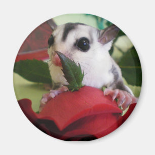 Sugar glider w / roos magneet