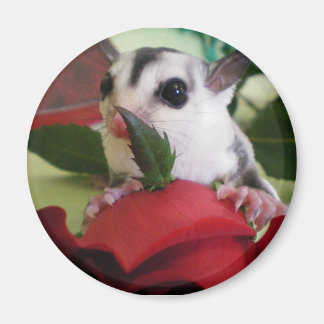 Sugar glider w / roos magneet