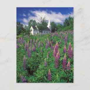 Sugar Hill New Hampshire Lupines and Church Briefkaart