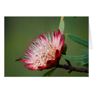 Sugarbush de Drakensberg (Protea Dracomontana)