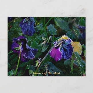 Sugared Pansy, Flowers of the Mind Briefkaart