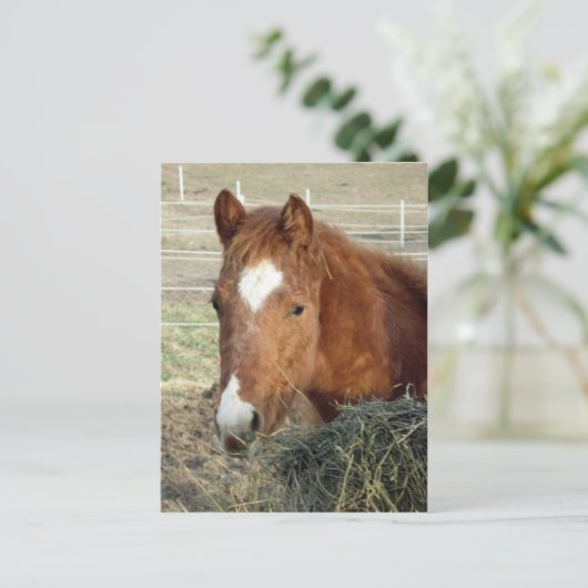 Sugarman's Lynx Briefkaart (Staand voorkant)