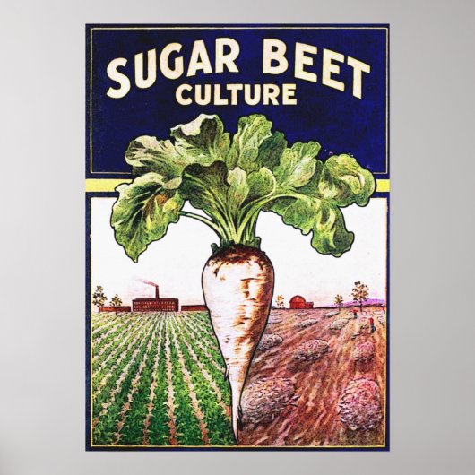 Suger Beet Culture Poster vintage (Devant)