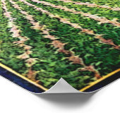 Suger Beet Culture Poster vintage (Coin)