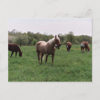 Suiker, Sky, Lady & Harley-Briefkaart Briefkaart