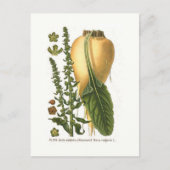 Suikerbiet  Botanische Illustratie Briefkaart (Voorkant)
