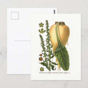 Suikerbiet Vintage Botanische Illustratie  Briefkaart