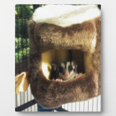 Suikereekhoorn in harige boomvrachtwagen hangend b fotoplaat (Voorkant)