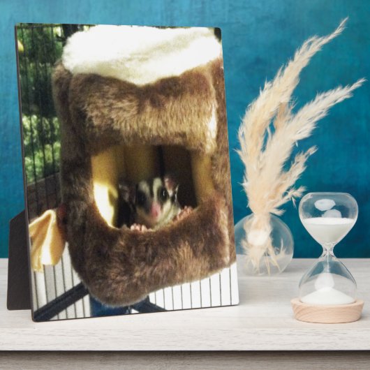 Suikereekhoorn in harige boomvrachtwagen hangend b fotoplaat (Zijkant)