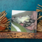 Suikereekhoorn Slaapt in Deken Fotoplaat (Zijkant)