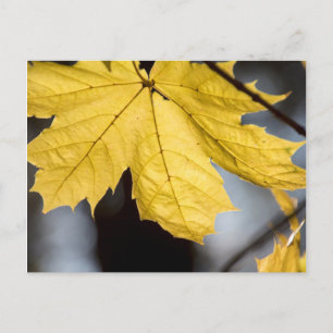 Suikeresdoorn, herfst briefkaart