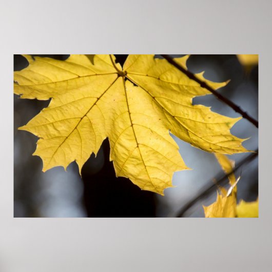 Suikeresdoorn, herfst poster (Voorkant)