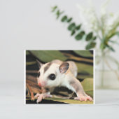 Suikerglider Briefkaart (Staand voorkant)