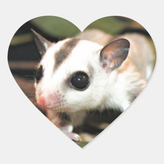 Suikerglider Hart Sticker (Voorkant)