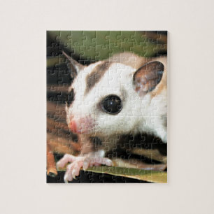 Suikerglider Legpuzzel