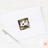 Suikerglider Vierkante Sticker (Envelop)