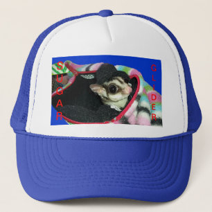 Suikerglijder die een Pet draagt