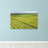 Suikerkanen, Guyana Canvas Afdruk (Insitu (Houten vloer))