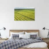Suikerkanen, Guyana Canvas Afdruk (Insitu (Slaapkamer))