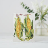 suikermaïs 2013 briefkaart (Staand voorkant)